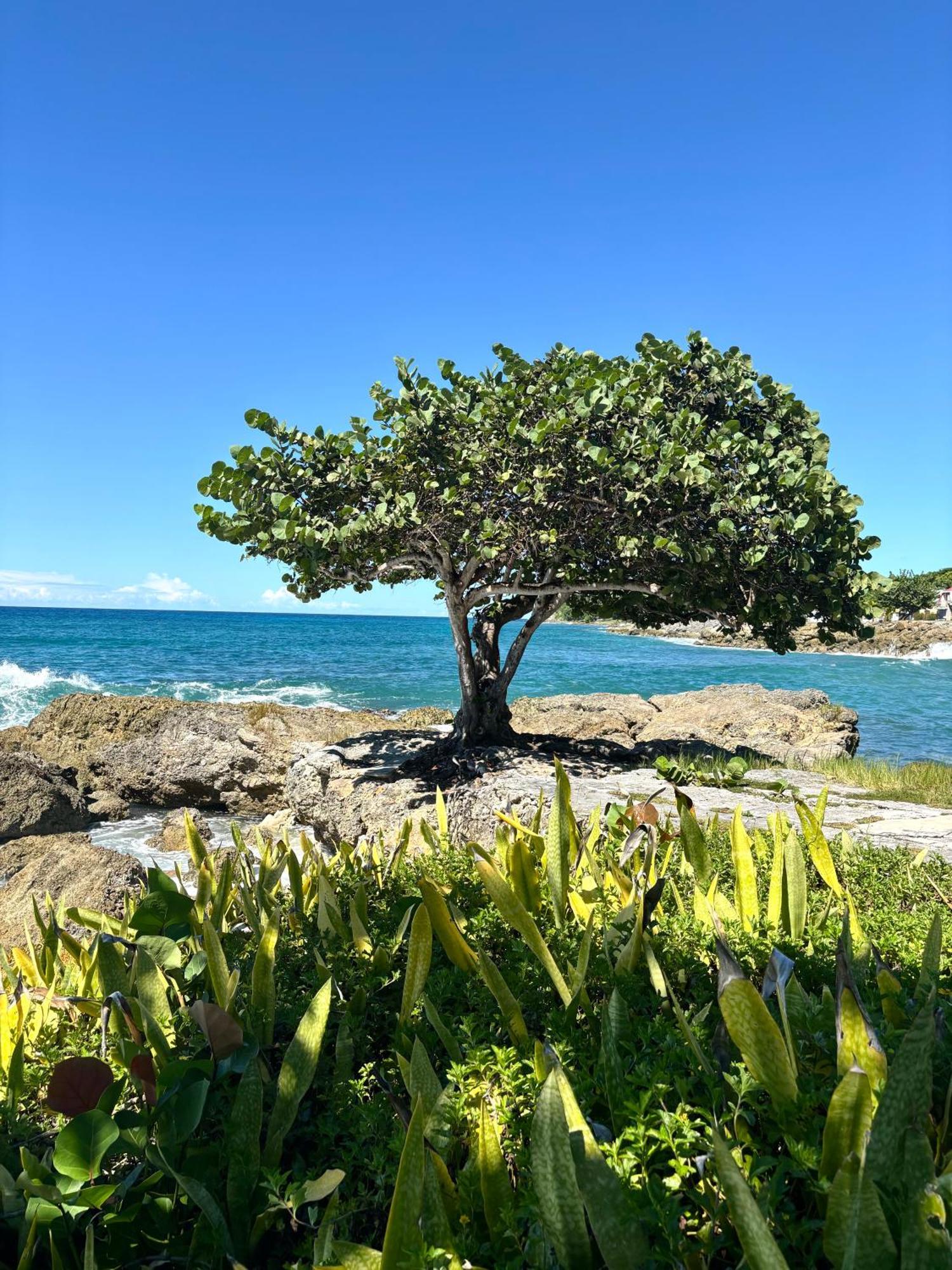 アンス＝ベルトラン Gite Mabouya - Hamak, Piscine, Jardinヴィラ エクステリア 写真